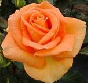 unknow artist Realistic Orange Rose